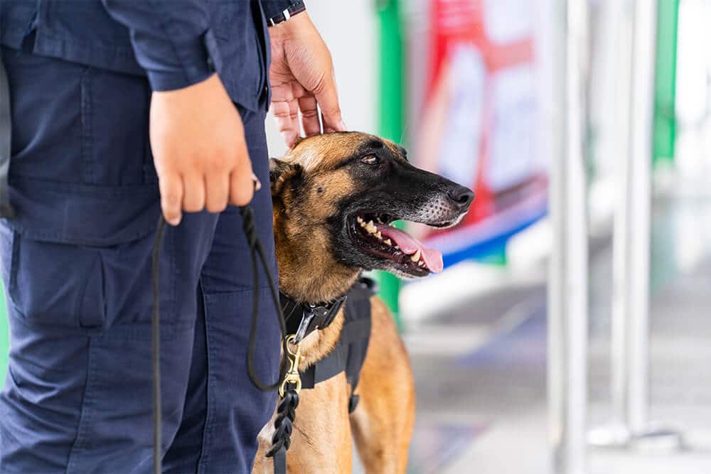 Canine Units