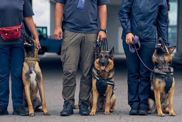 K9-Img
