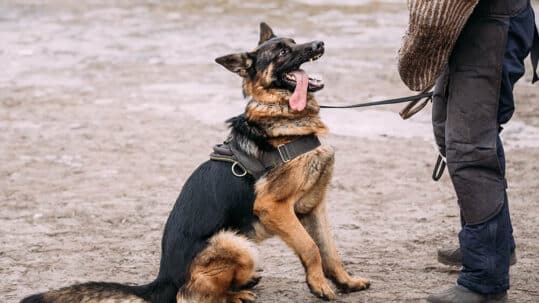Top Benefits of Hiring a K9 Unit