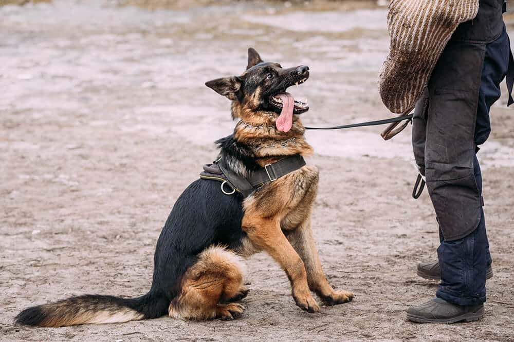 Top Benefits of Hiring a K9 Unit