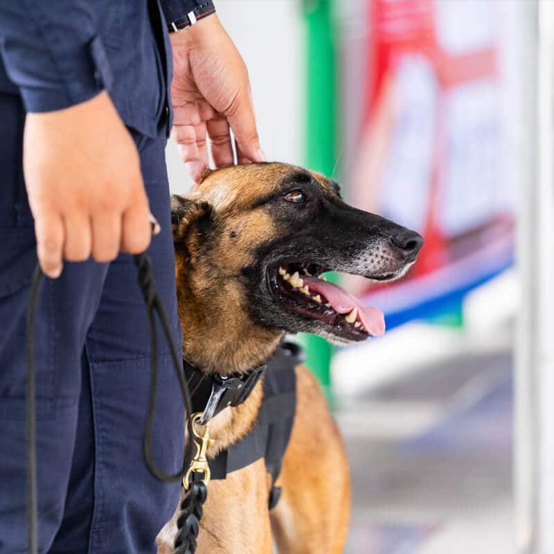 Security guard dog Security guard dog